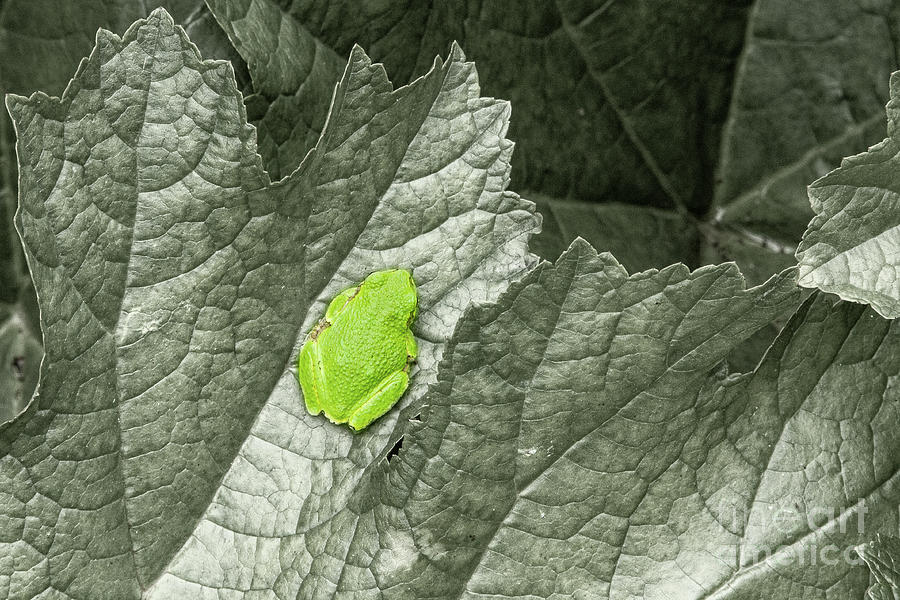Little Tree Frog Photograph by Marilyn Cornwell