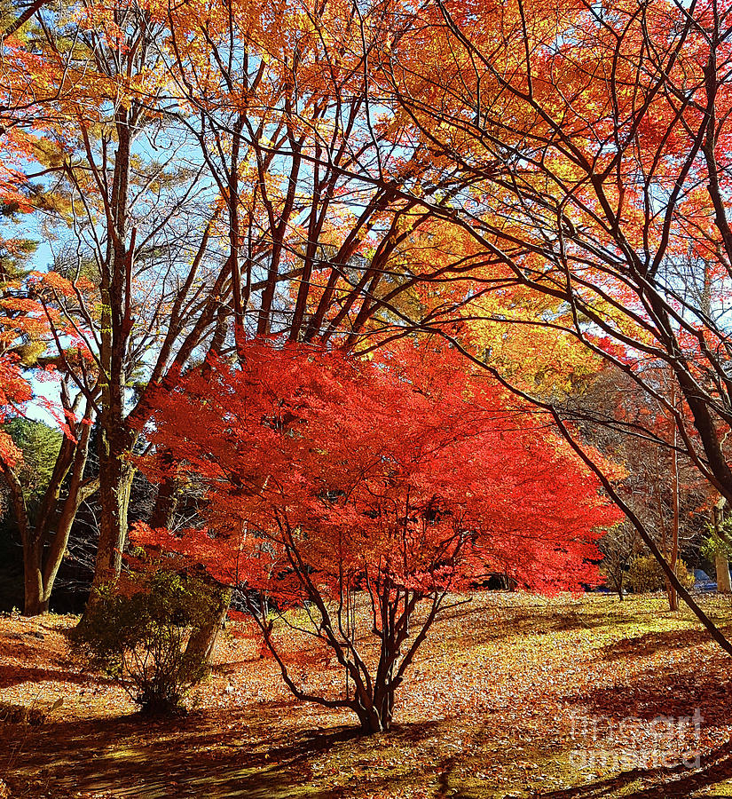 Glorious Little Red Tree in Japanese Autumn Photograph by Marguerita Tan