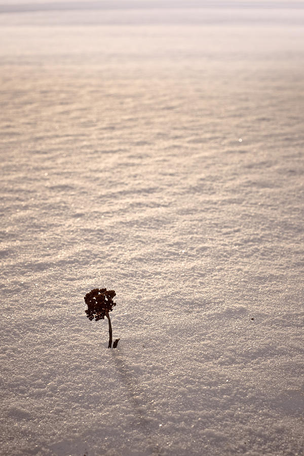Little tree in the snow Photograph by Espen Løken