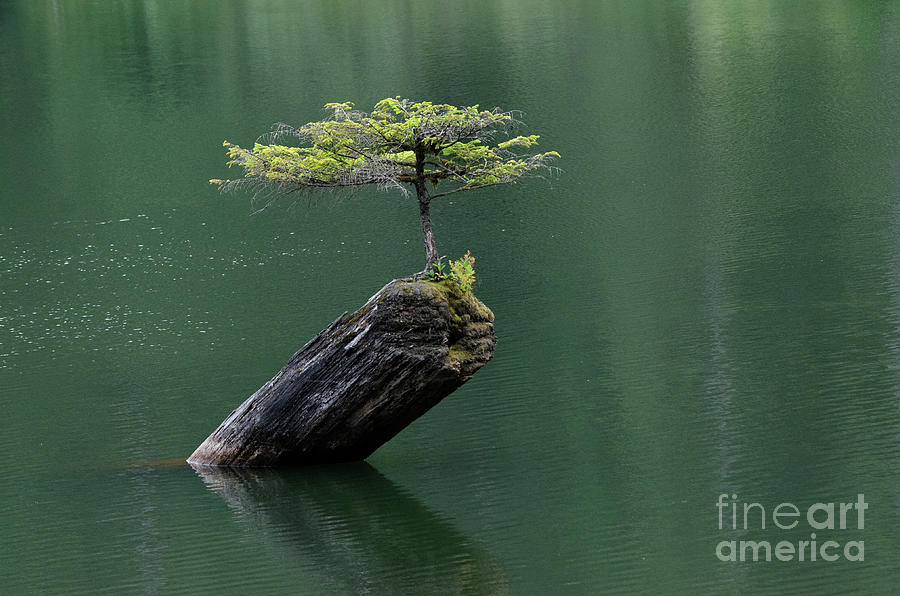 Little Tree On Fairy Lake Vancouver Island Photograph by Bob Christopher