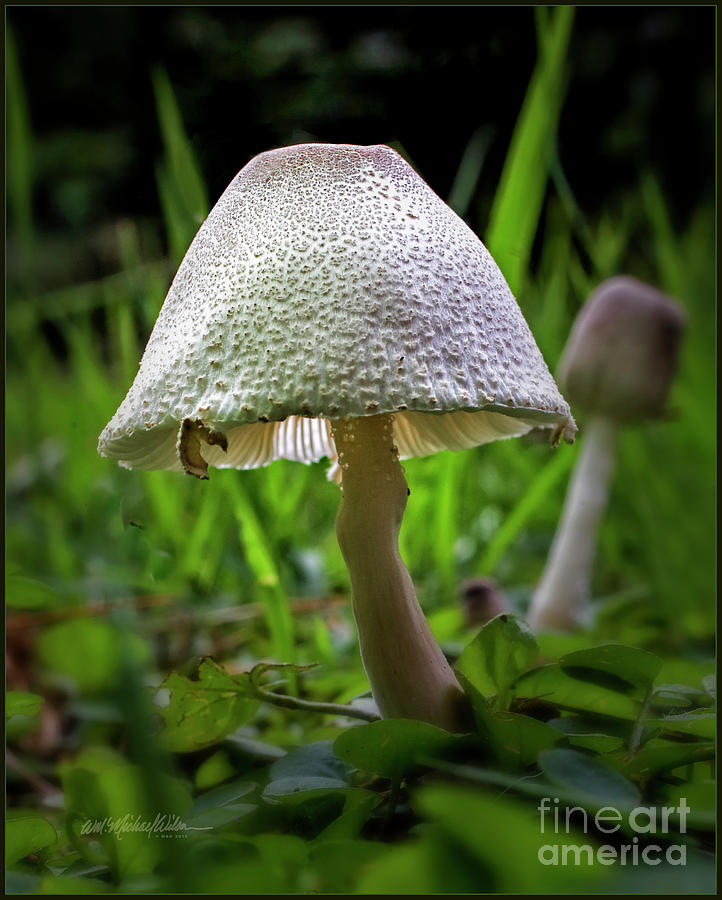 Little umbrella and friend Photograph by Wm Michael Wilson - Fine Art ...