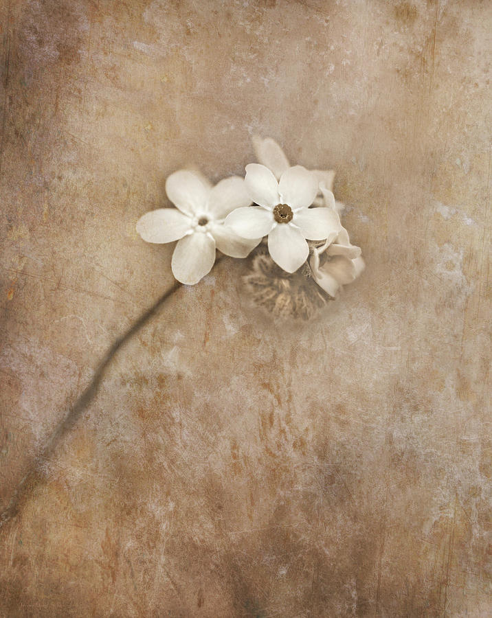 Little Wall Flowers Photograph by Jennie Marie Schell