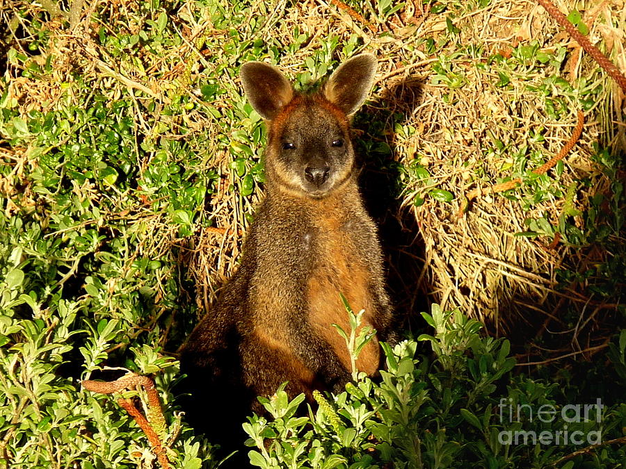 Little Wallaby Photograph
