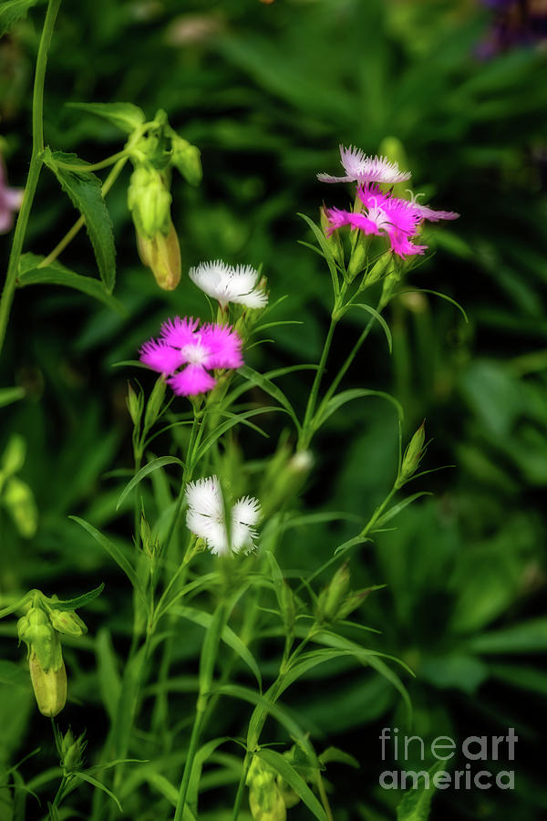 Little White and Pink Wildflowers Photograph by Jon Burch Photography