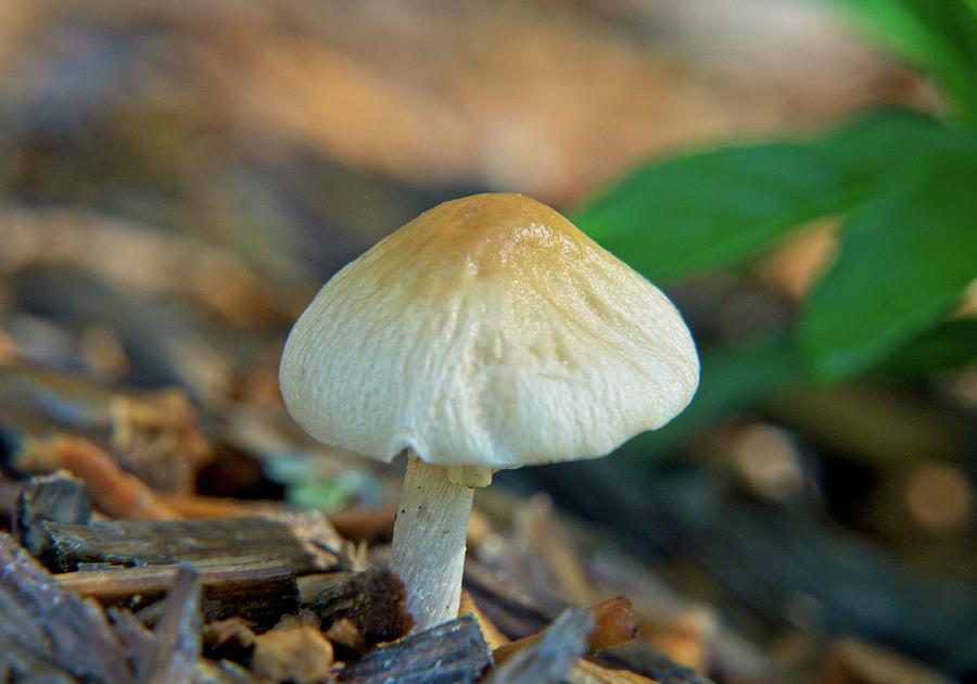 Little White And Tan Mushroom Photograph