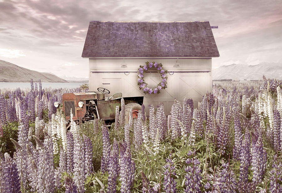 LIttle White Barn in Farmhouse Lavender Photograph by Debra and Dave Vanderlaan