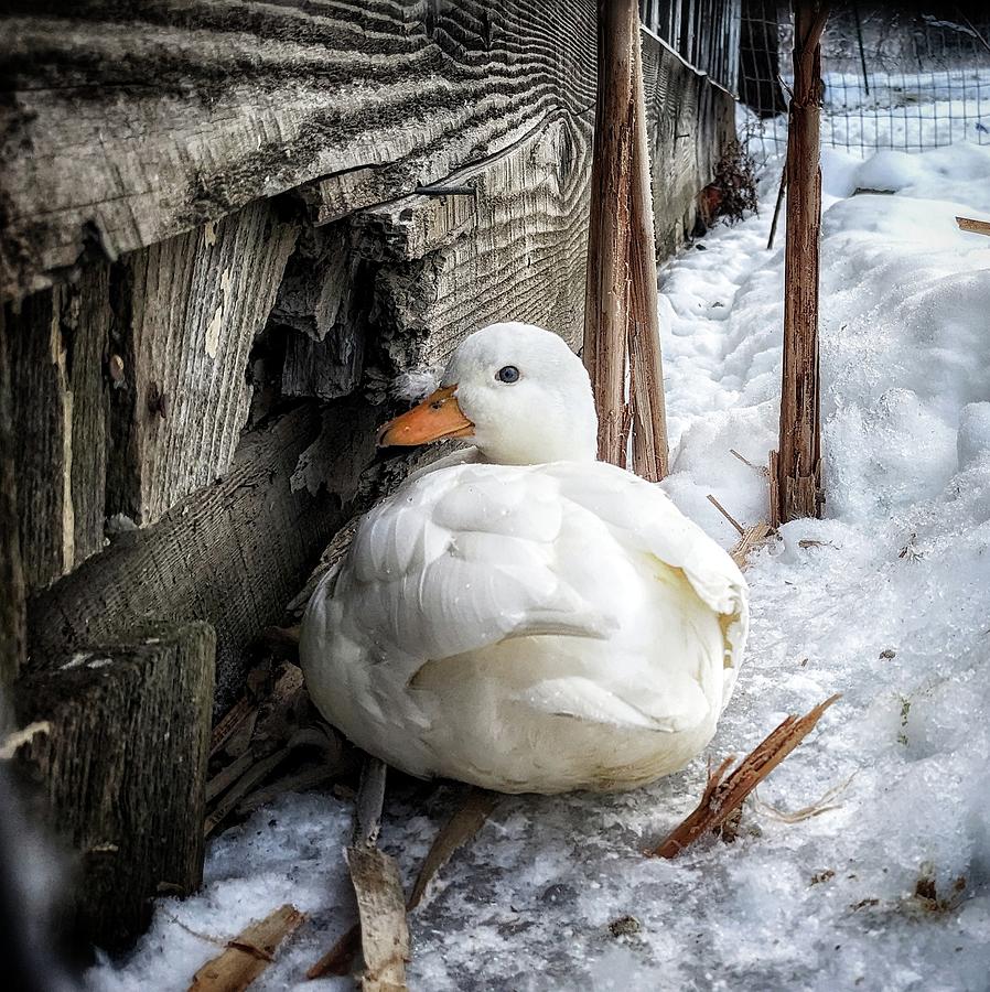 white duck