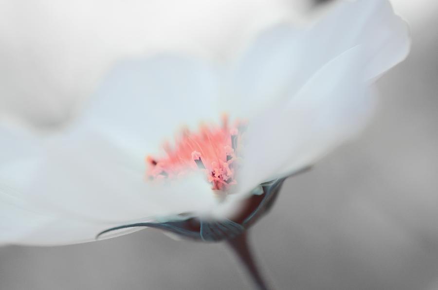 Little white flower Photograph by Marianna Mills