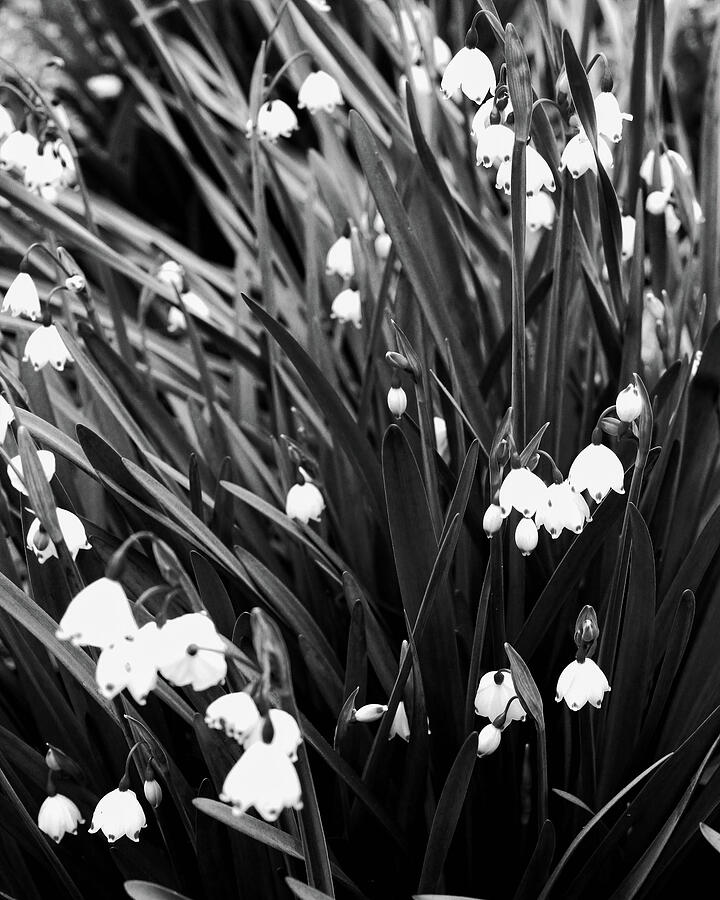 Little White Flowers Photograph by Timothy Bulone