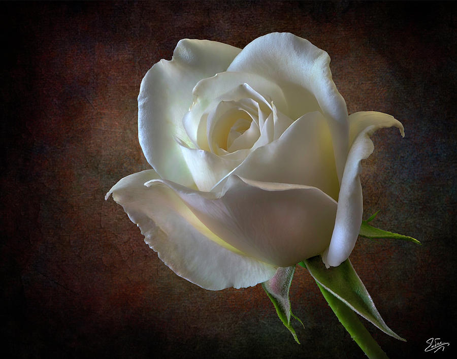 Little White Rose 2 Photograph by Endre Balogh