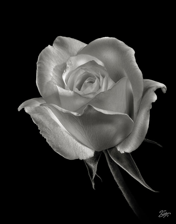 Little White Rose in Black and White Photograph by Endre Balogh