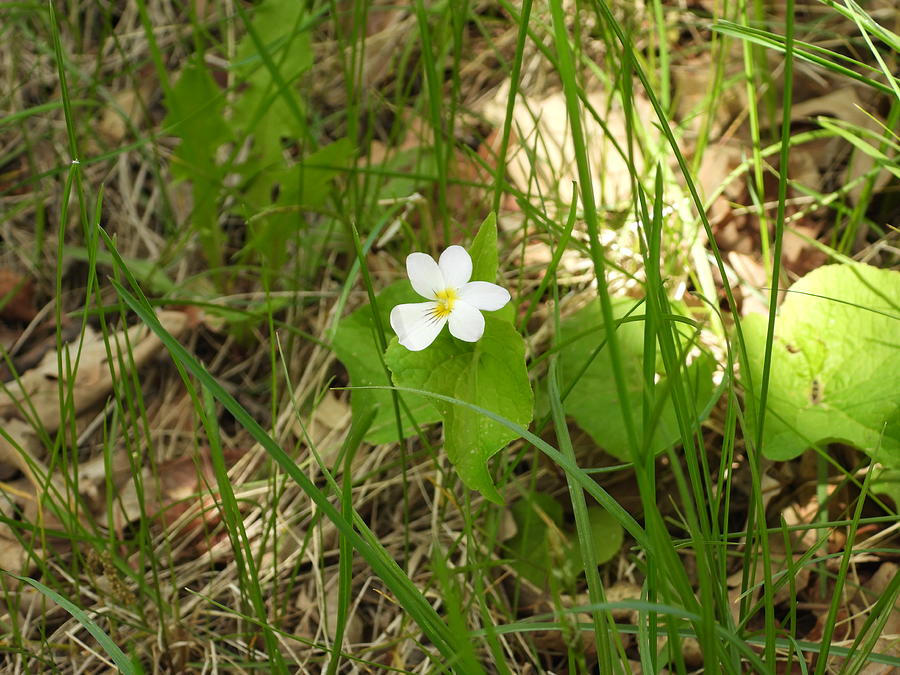 Little White Violet Photograph by Amanda R Wright