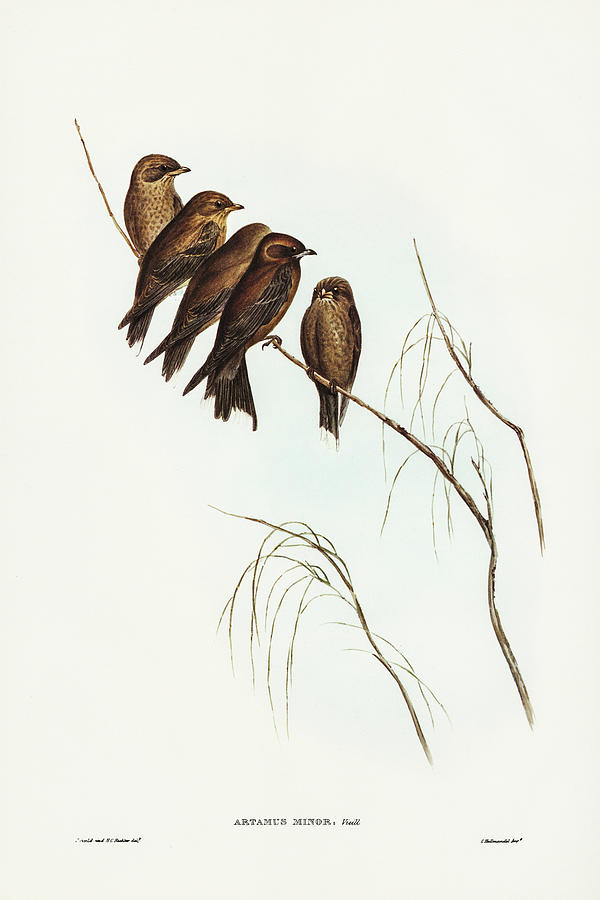 John Gould Drawing - Little Wood Swallow, Artamus minor, Vieill by John Gould