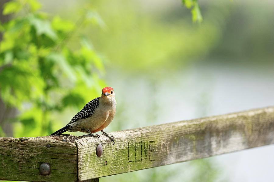 Little woodpecker in the park Photograph by Guillermo Lizondo - Fine ...