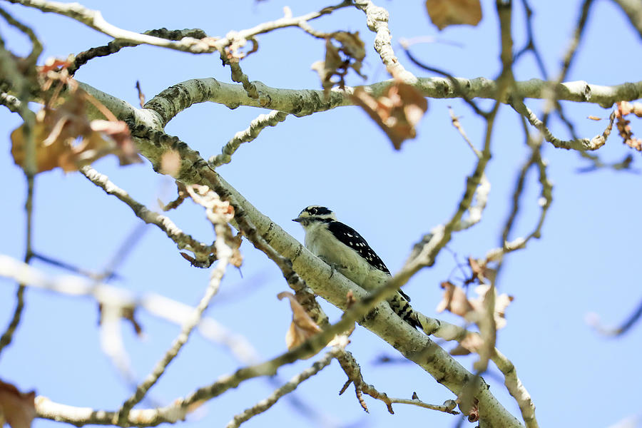 Little Woodpecker Photograph
