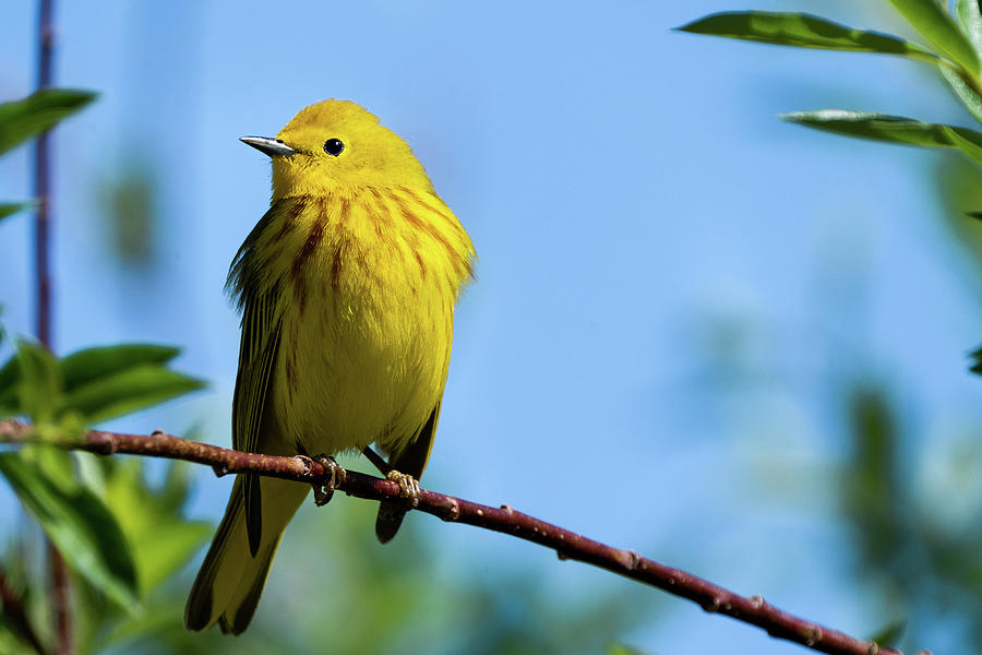 Little Yellow Bird Photograph by Julieta Belmont