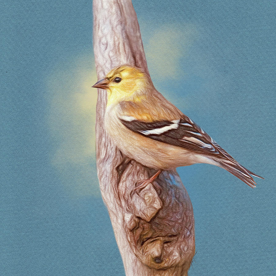 Little Yellow Goldfinch Drawing by Jai Johnson