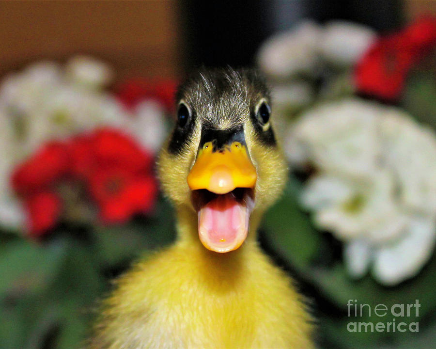 Littlest Quacker Photograph by Shirley Dutchkowski