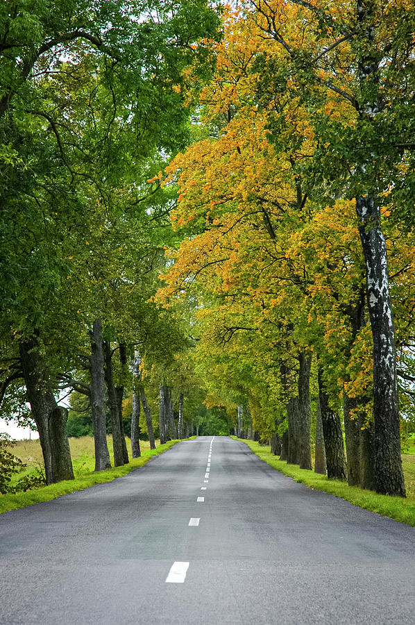 Lithuanian Road in Autumn Photograph by Mary Lee Dereske