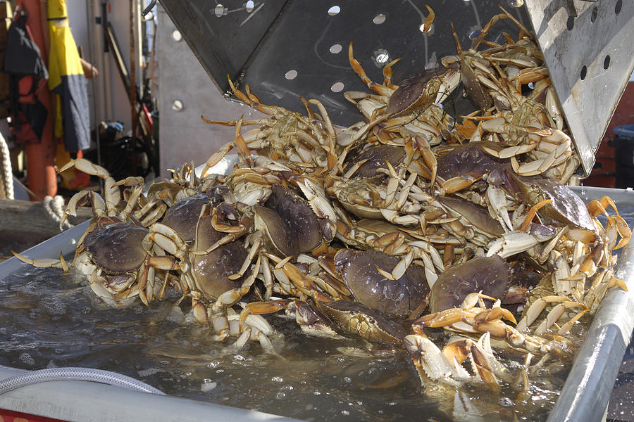 Live Dungeness Crabs Being Dumped into Shipping Container Photograph by GomezDavid