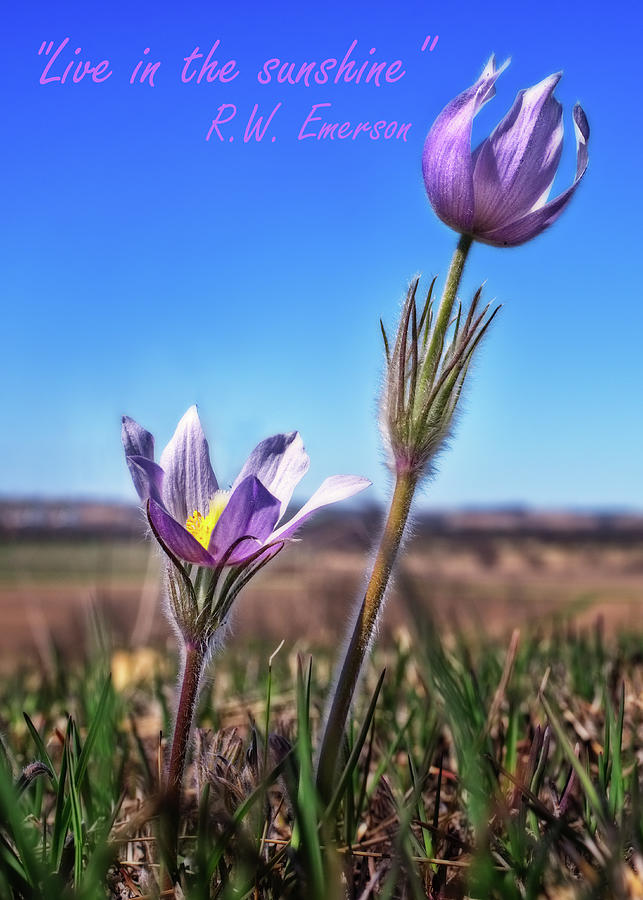 Live in the Sunshine - prairie crocus pasque flowers with Emerson quote - 5x7 crop Photograph by Peter Herman
