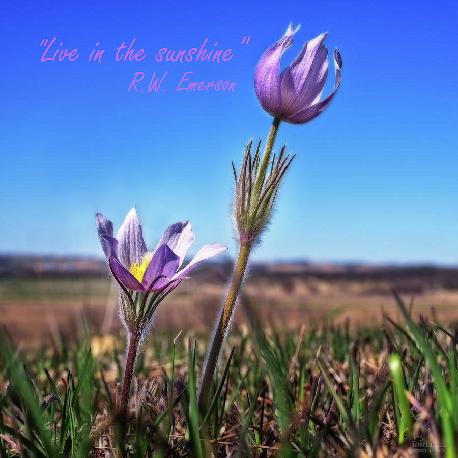 Live in the Sunshine - prairie crocus pasque flowers with Emerson quote - square crop Photograph by Peter Herman