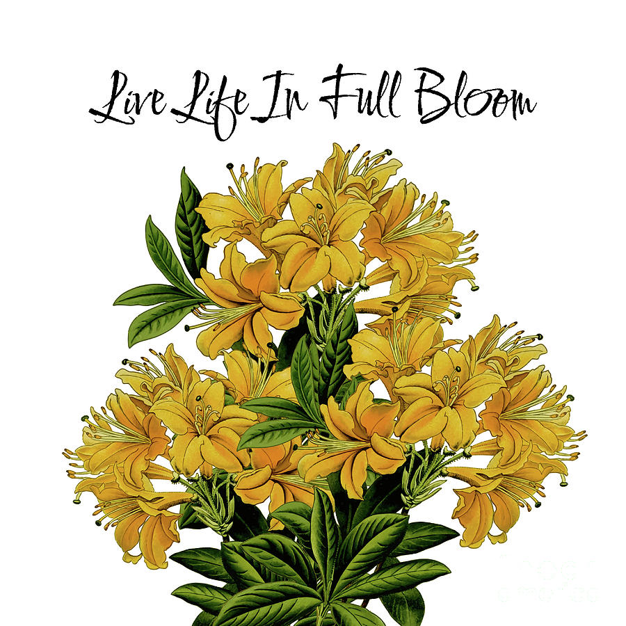 Live Life In Full Bloom 2 Mixed Media by Tina LeCour