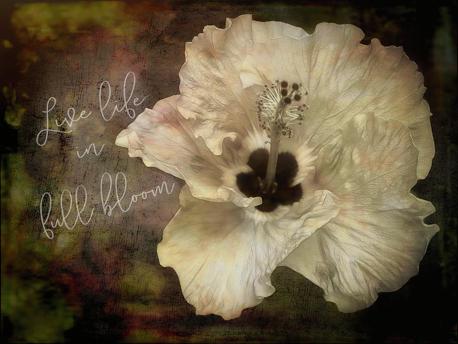 Live Life In Full Bloom Hibiscus photo art with text    Photograph by Ann Powell