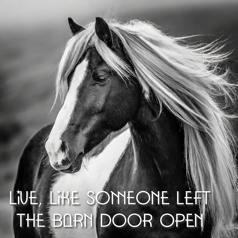 Live Like Someone Left the Barn Door Open Digital Art by Virginia Folkman