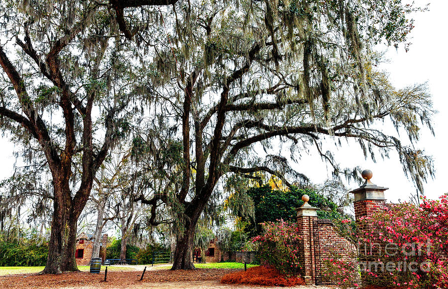 Live Oak at Boone Hall Plantation in South Carolina Photograph by John Rizzuto