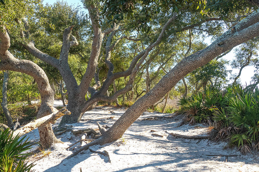 Live Oak Forest-03 Photograph by David Hubler - Fine Art America