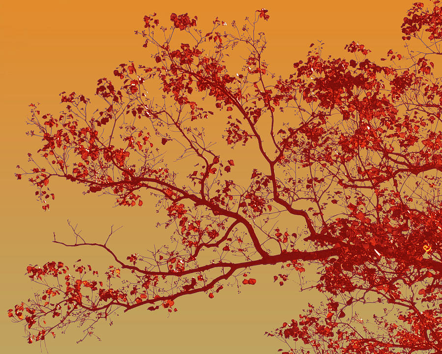 Live Oak in Red Photograph by George Harth