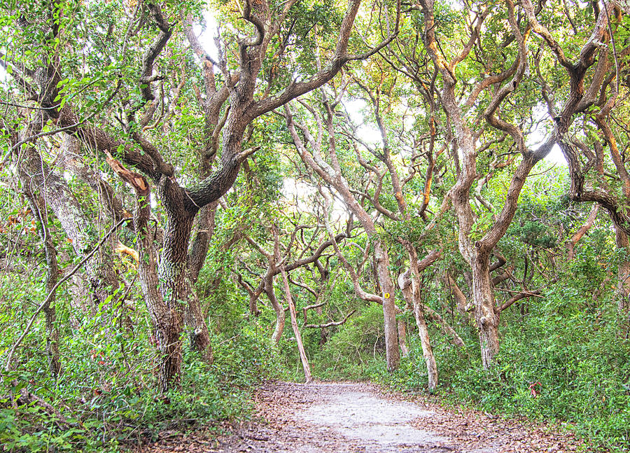 LIve Oak Lined Nature Trail - Fort Macon State Park Photograph by Bob Decker