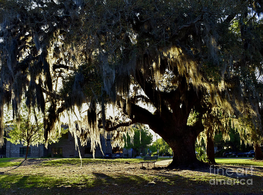 Live Oak, Moss And A Park Bench Photograph by Ron Long