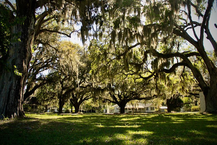 Live Oak Photograph by Ramie Liddle - Pixels