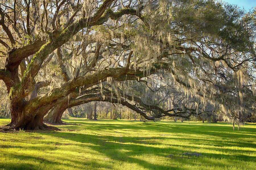 https://images.fineartamerica.com/images/artworkimages/mediumlarge/3/live-oak-reach-rich-nicoloff.jpg