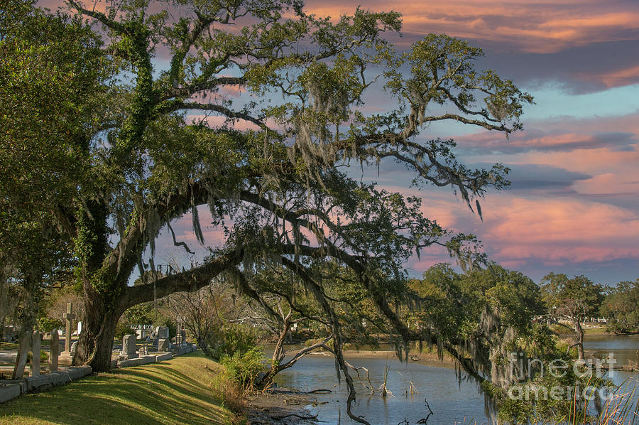 Live Oak Stretching over the Water - Magnolia Cemetery Photograph by Dale Powell