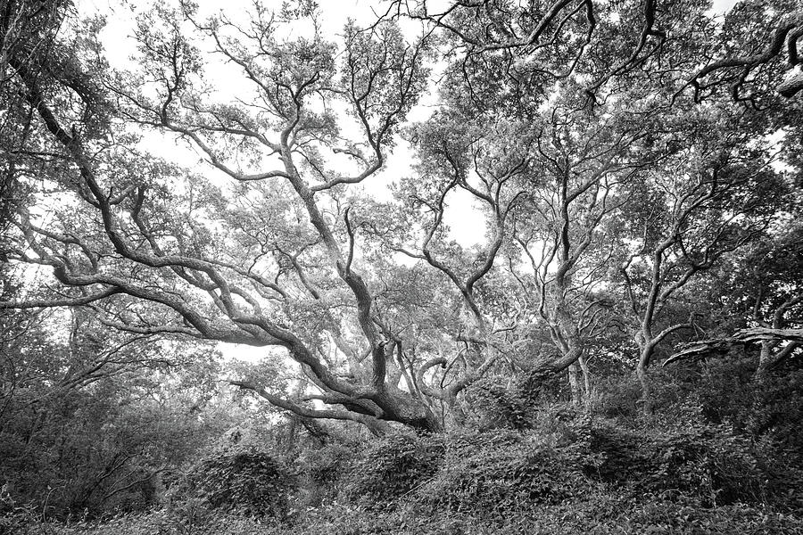 Live Oak Tree at Atlantic Beach North Carolina - Black and White Photograph by Bob Decker