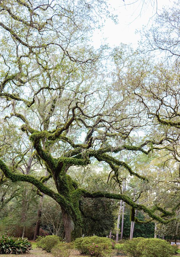 Live Oak Tree At Eden Gardens Photograph