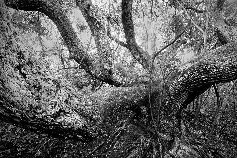 Live Oak Tree at Hoop Pole Creek- Atlantic Beach North Carolina Photograph by Bob Decker