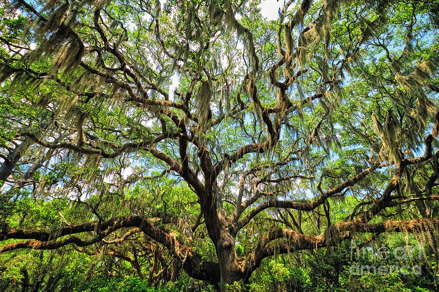 Live Oak Tree Canopy with Spanish Moss, Photograph by George Oze