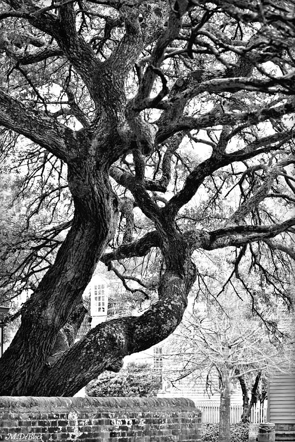 Live Oak Tree - Colonial Williamsburg, Virginia Photograph by Marilyn DeBlock