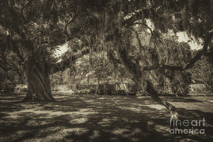 Live Oak Tree Dripping With Spanish Moss On The Grounds Of Brook Green Gardens Photograph