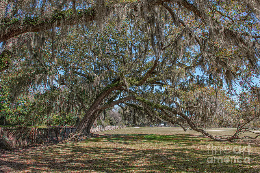Live Oak Tree - Ground Stretching - Middleton Place Photograph by Dale Powell