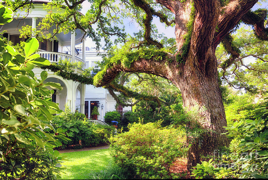Live Oak Tree in a Villa Garden, Historic District, Charleston,  Photograph by George Oze