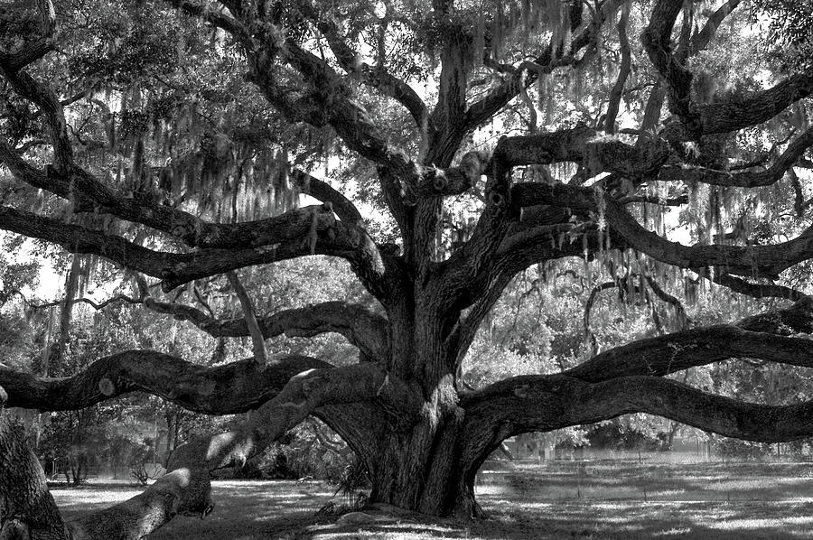 Live Oak Tree in Black and White Photograph by James C Richardson