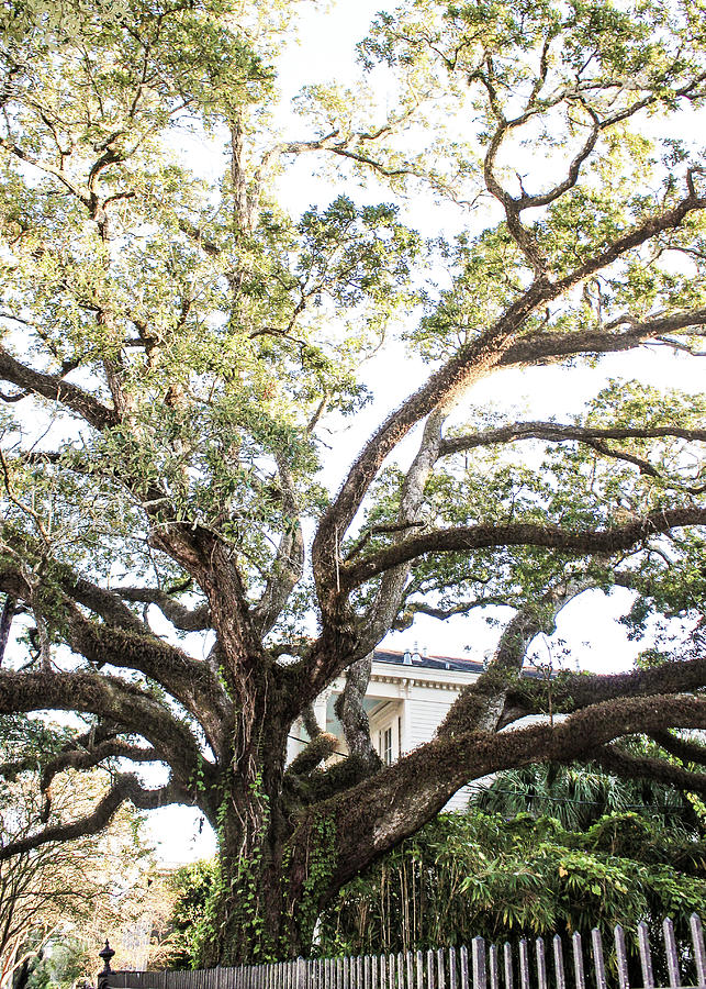 Live Oak Tree in New Orleans Photograph by Mary Pille