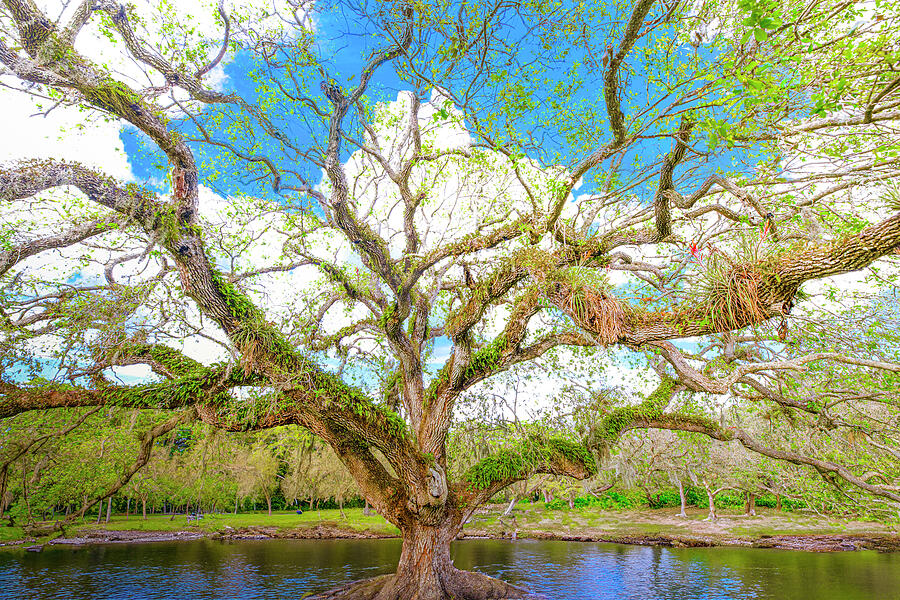 Live Oak Tree Photograph by Mark Andrew Thomas Live Oak Tree Photograph by Mark Andrew Thomas