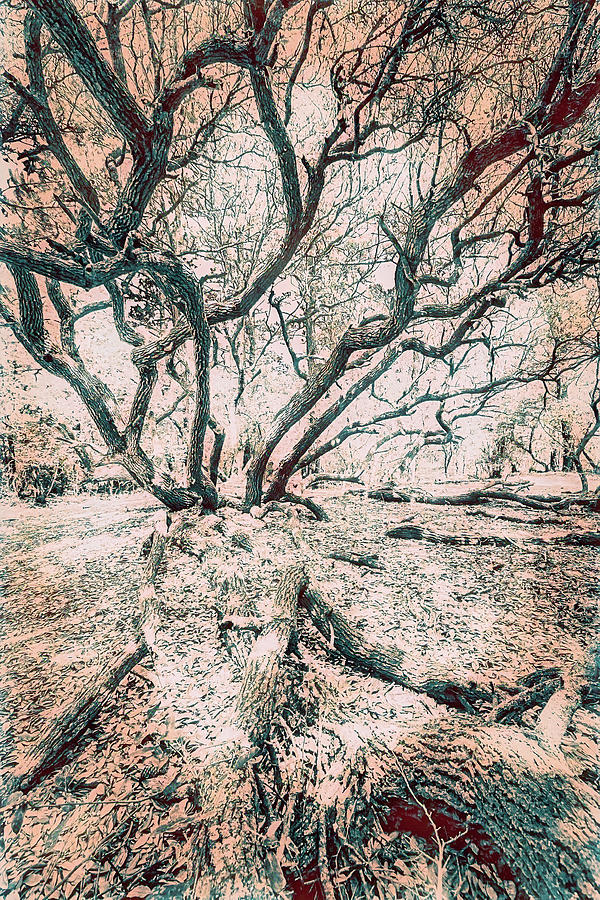 Live Oak Tree of Life fx Digital Art by Dan Carmichael