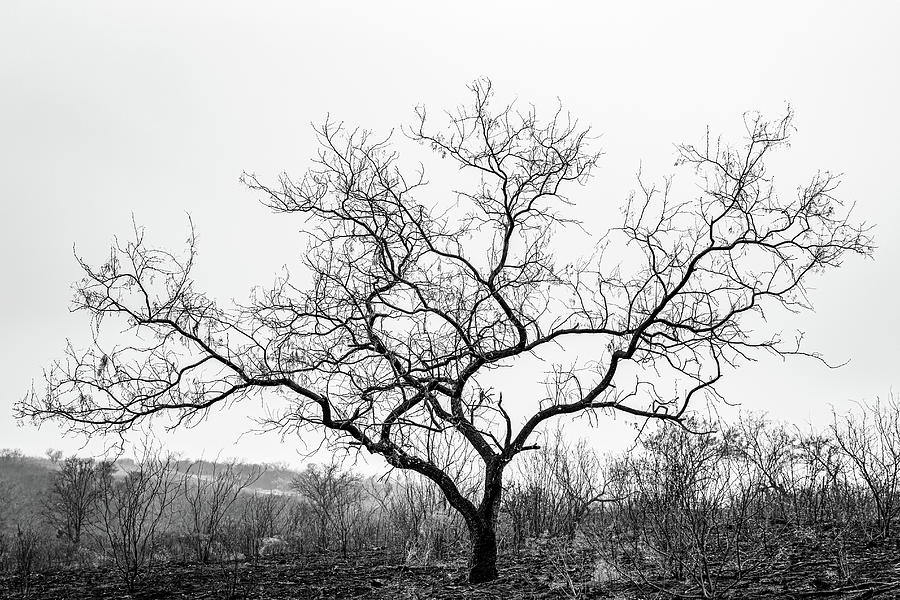 oak tree winter
